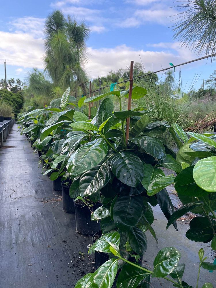 gardenia-taitensis-tahitian-gardenia