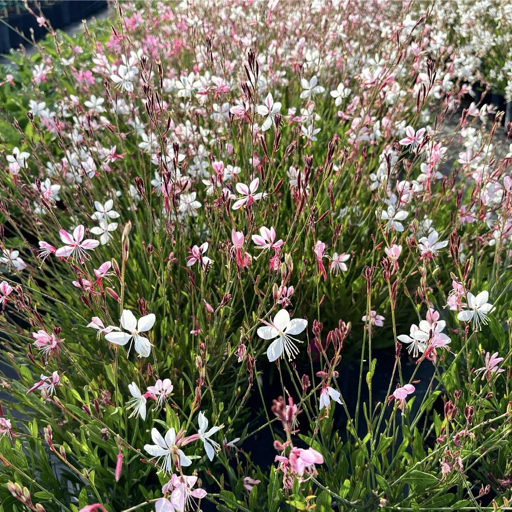 gaura-suffulta-grizzly-compact-pink-guara