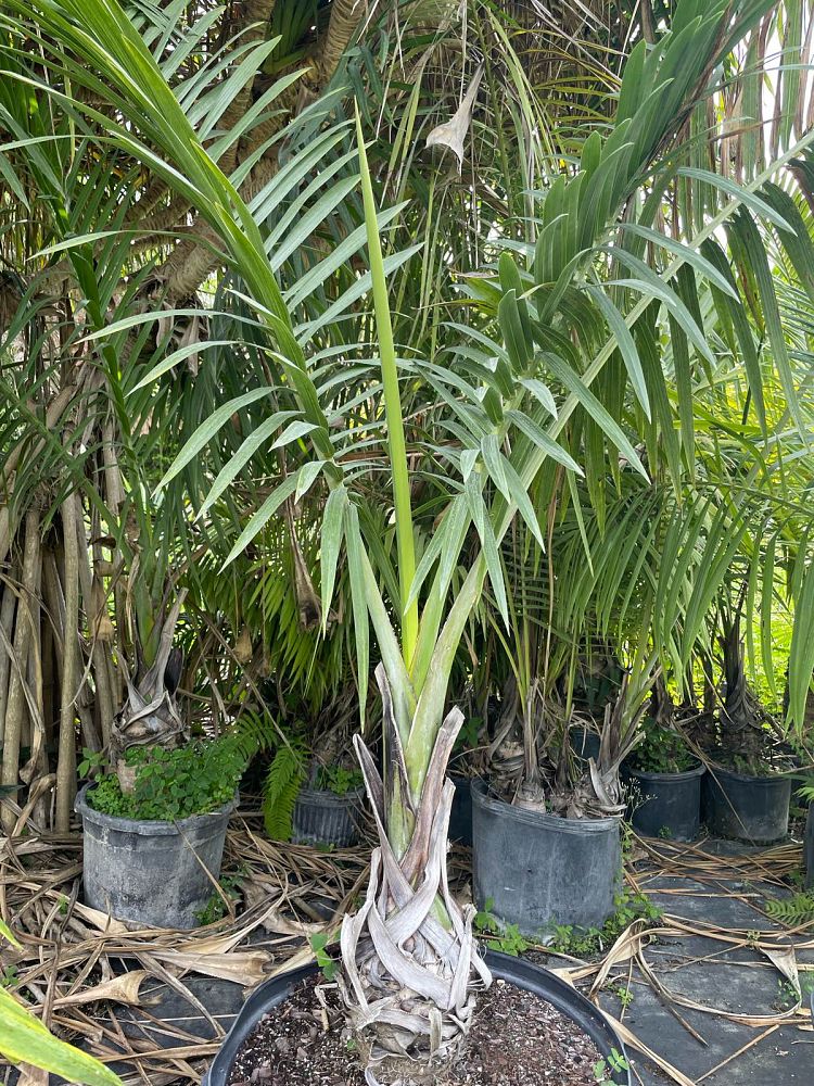 gaussia-princeps-sierra-palm