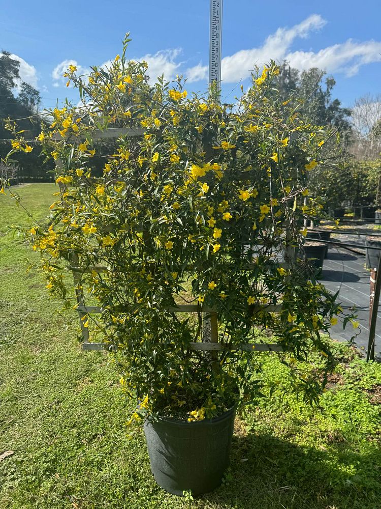 gelsemium-sempervirens-carolina-jasmine