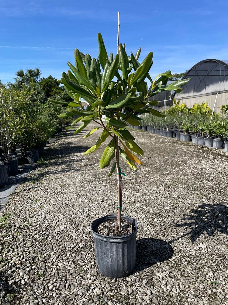 genipa-clusiifolia-seven-year-apple