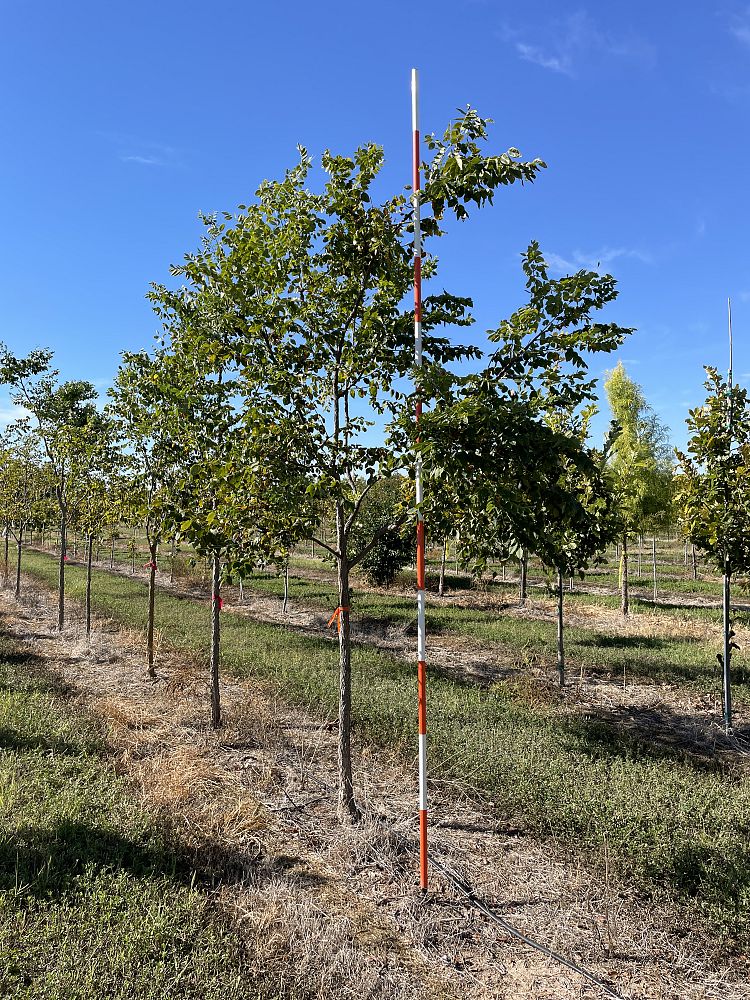 gymnocladus-dioicus-kentucky-coffeetree