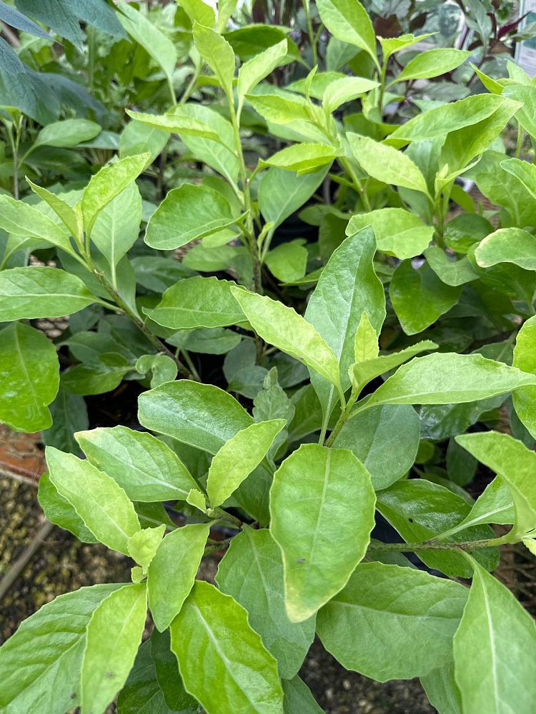 gynura-procumbens-longevity-spinach