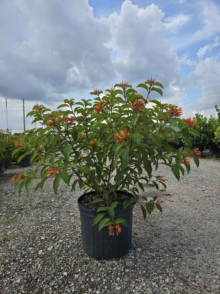 hamelia-nodosa-african-firebush-dwarf-firebush