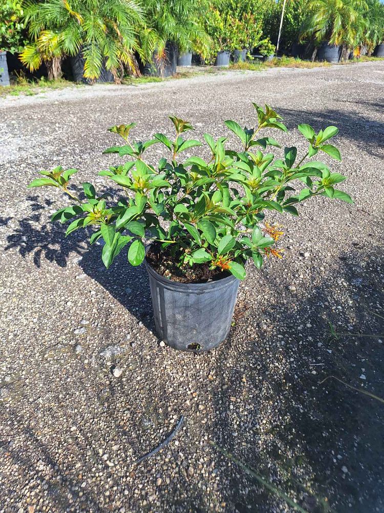 hamelia-nodosa-african-firebush-dwarf-firebush