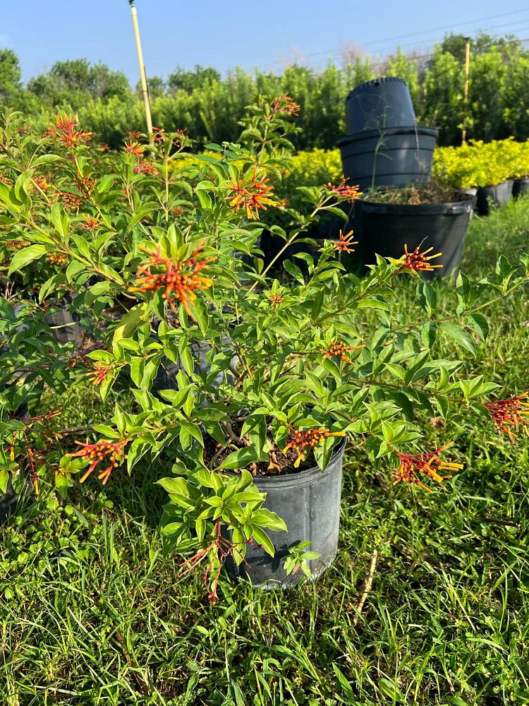 hamelia-nodosa-african-firebush-dwarf-firebush