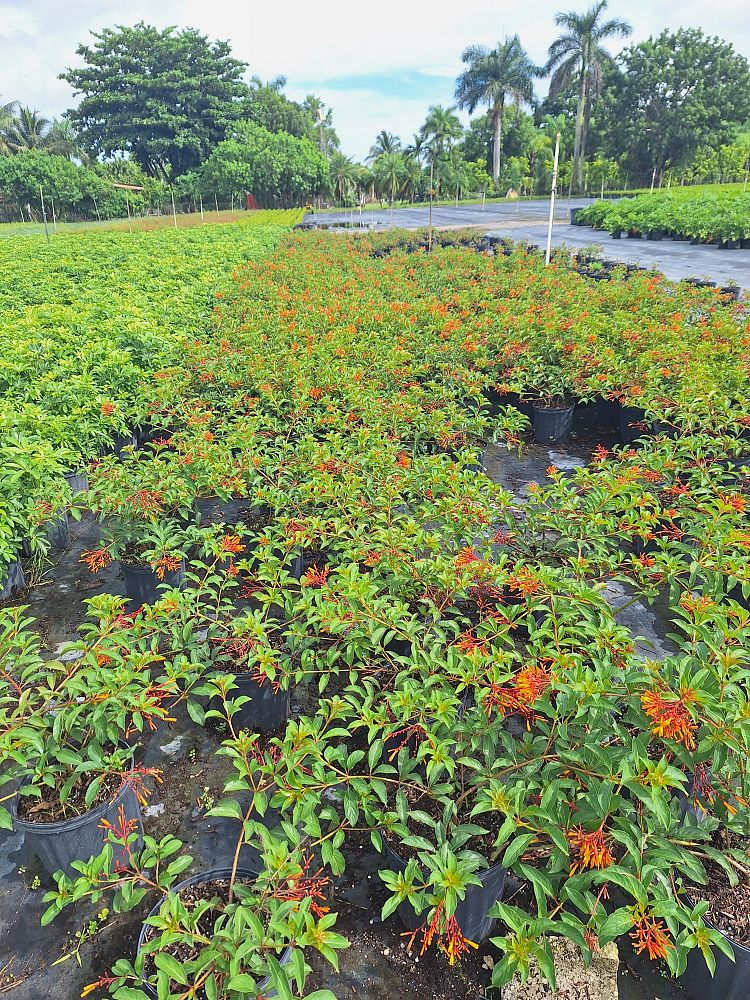 hamelia-nodosa-african-firebush-dwarf-firebush