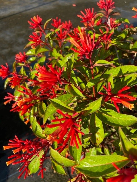 hamelia-patens-calusa-firebush-hummingbird-bush