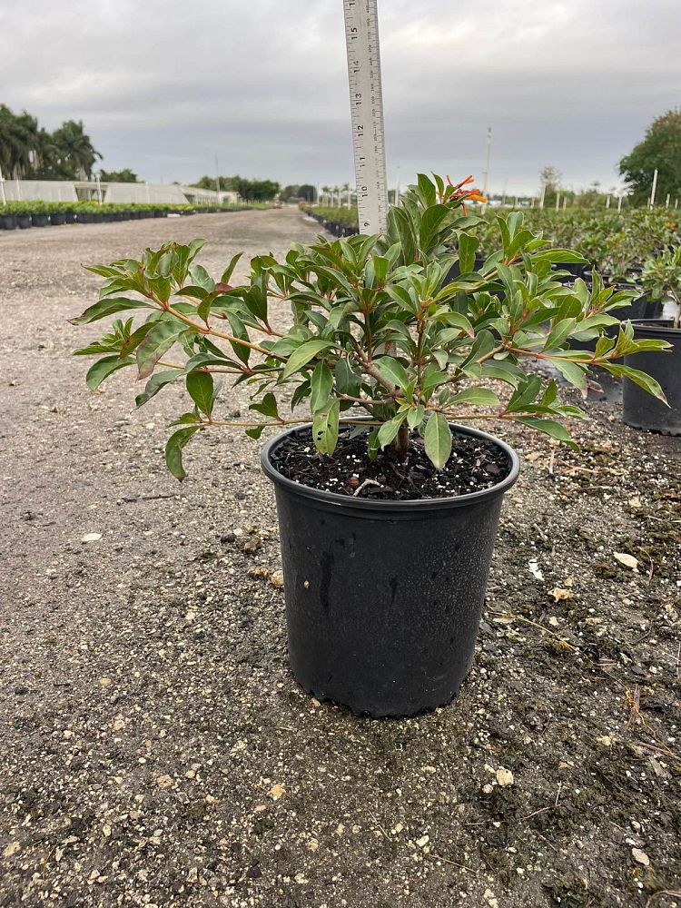 hamelia-patens-compacta-firebush-hummingbird-bush