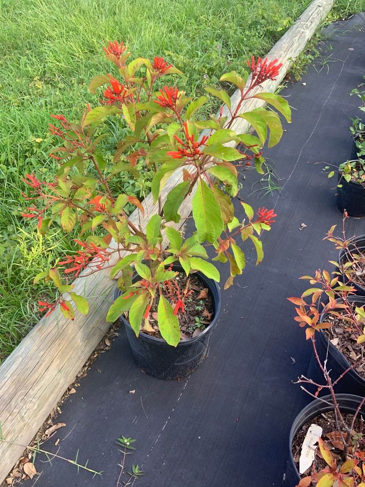 hamelia-patens-firebush-hummingbird-bush