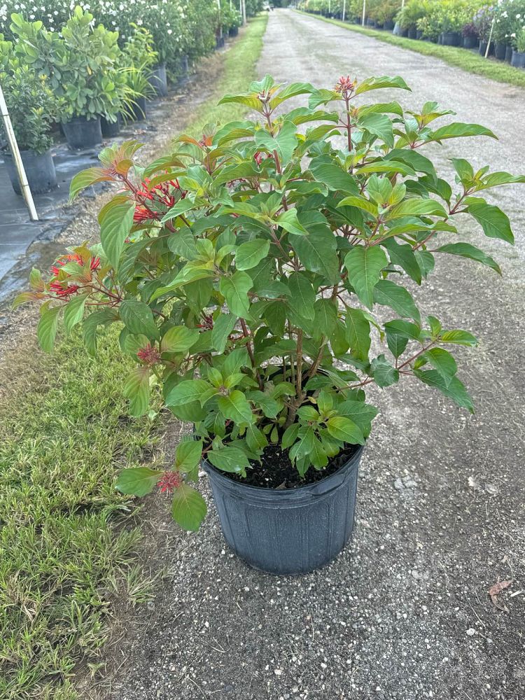 hamelia-patens-firebush-hummingbird-bush