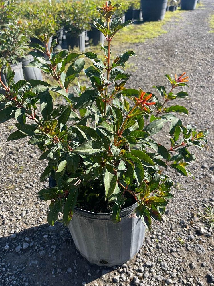 hamelia-patens-firebush-hummingbird-bush