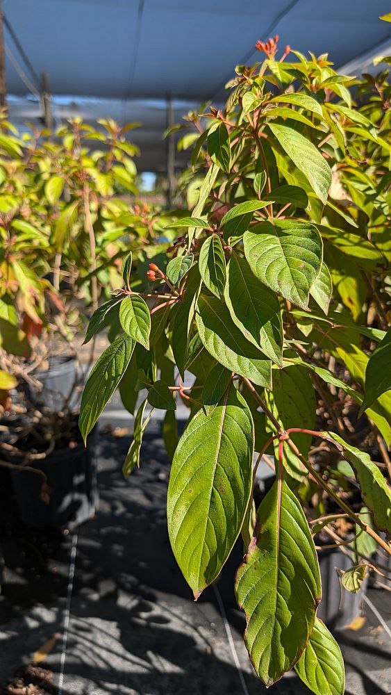 hamelia-patens-firebush-hummingbird-bush