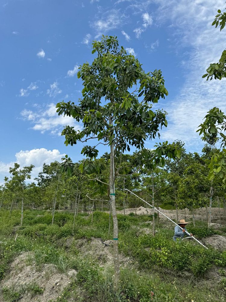 handroanthus-gemmiflora-pink-tabebuia