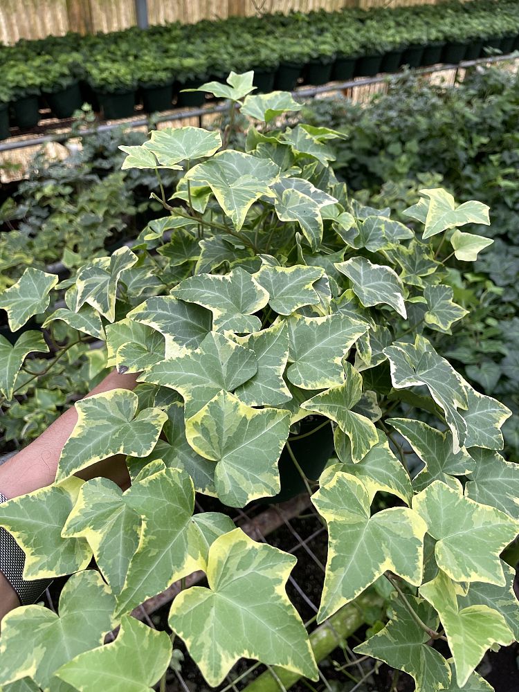 hedera-helix-gold-dust-english-ivy