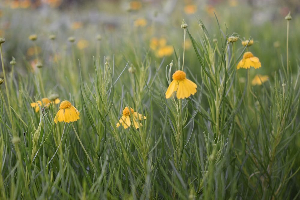 helenium-amarum-bitterweed-fine-leaved-sneezeweed-spanish-daisy-yellowdicks-bitter-sneezeweed