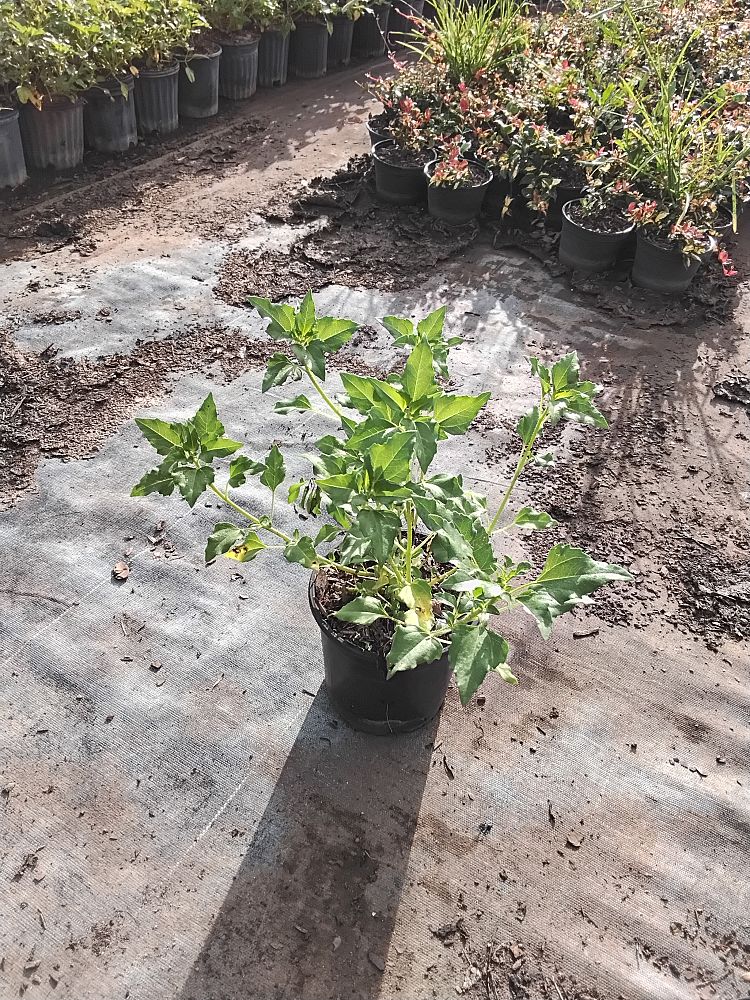 helianthus-debilis-dune-sunflower-beach-sunflower