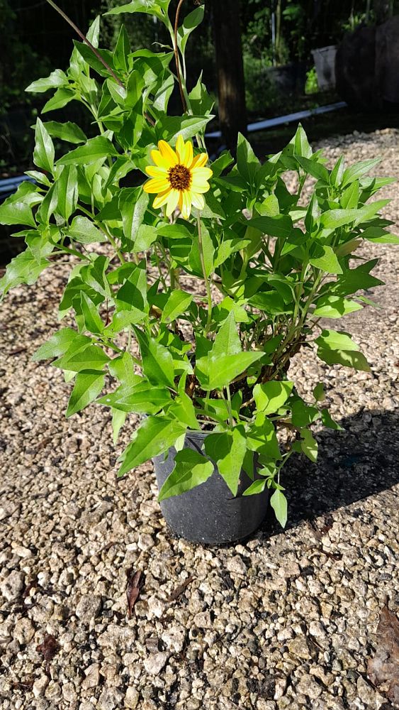 helianthus-debilis-dune-sunflower-beach-sunflower