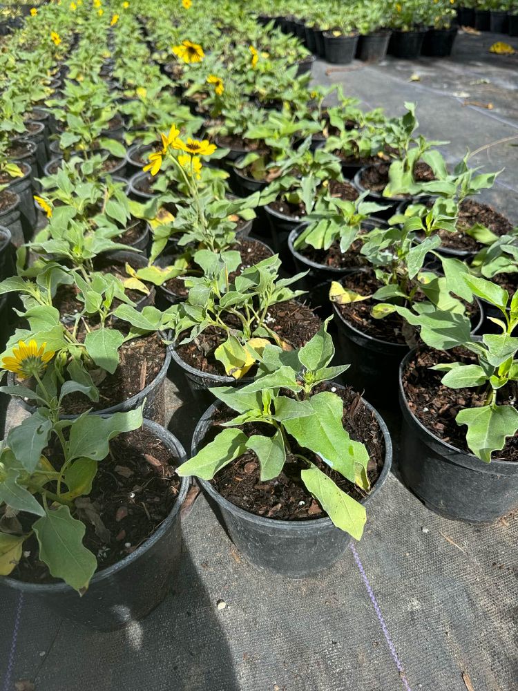 helianthus-debilis-dune-sunflower-beach-sunflower