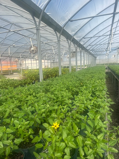 helianthus-debilis-vestitus-west-coast-dune-sunflower-beach-sunflower