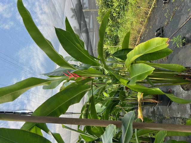 heliconia-caribaea-brazilian-bomber