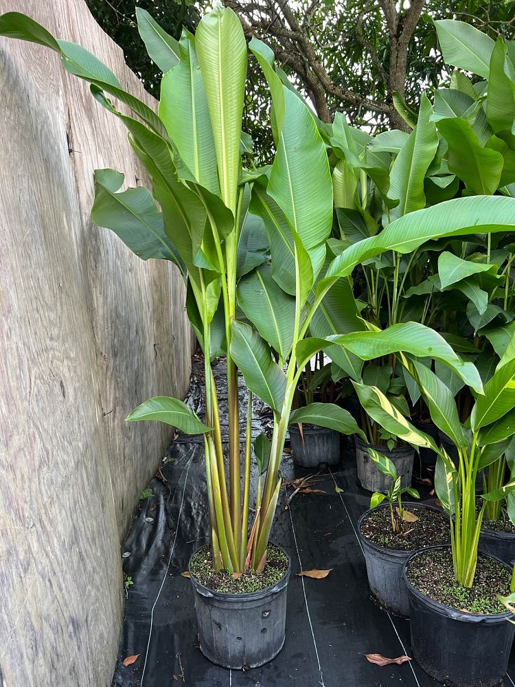 heliconia-false-bird-of-paradise