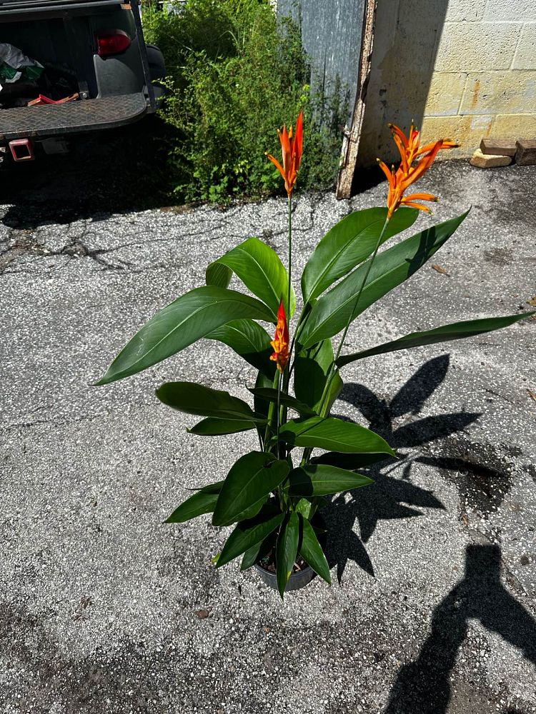 heliconia-false-bird-of-paradise