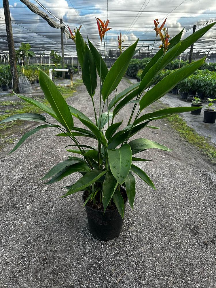 heliconia-false-bird-of-paradise