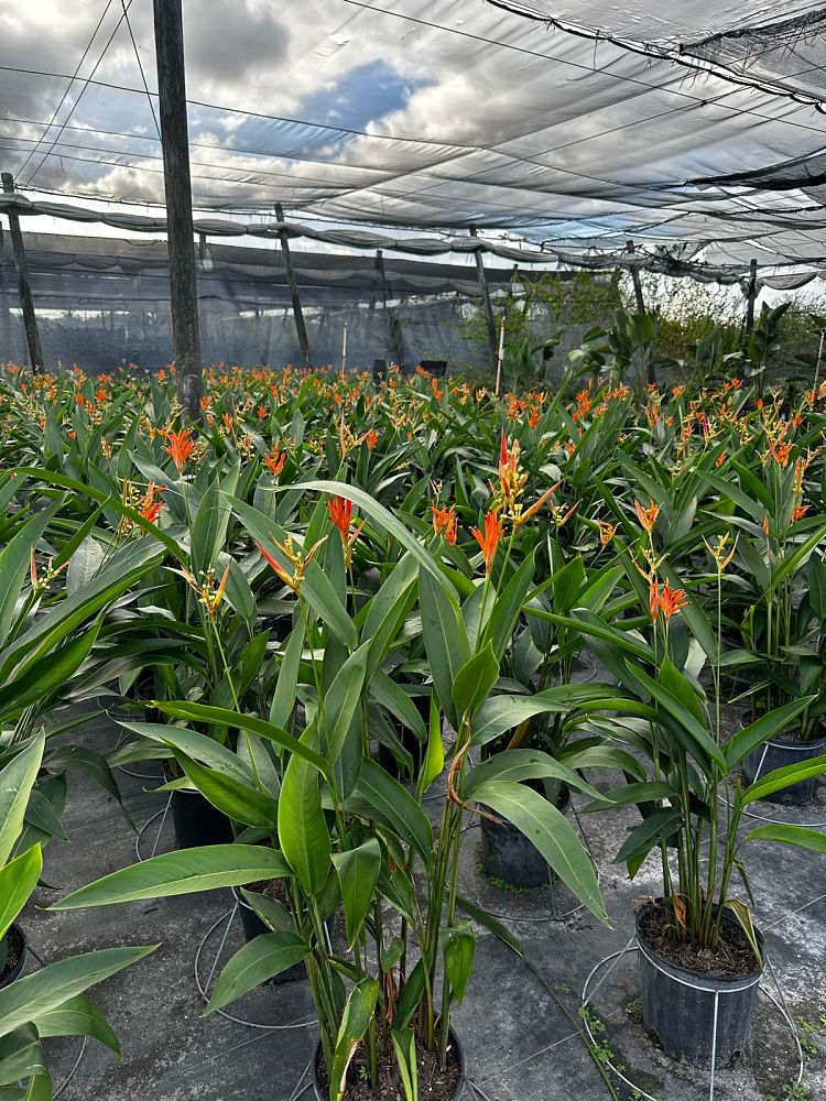 heliconia-false-bird-of-paradise