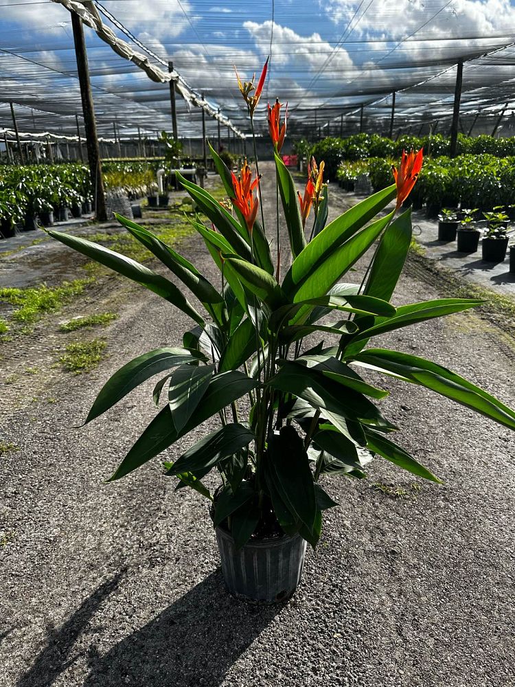 heliconia-false-bird-of-paradise