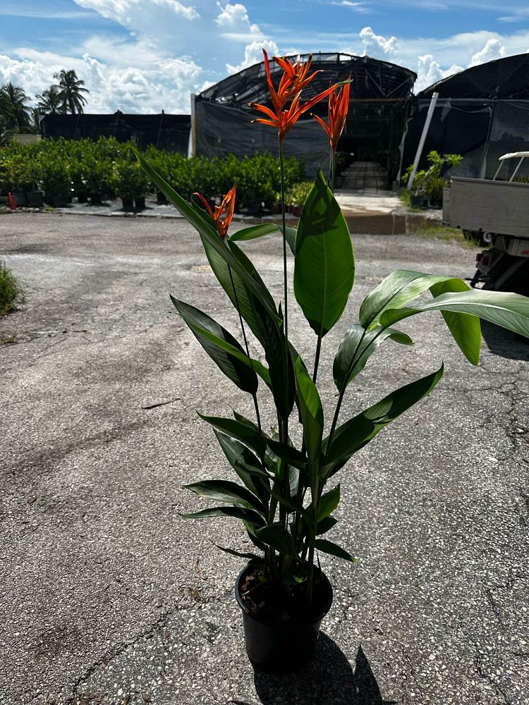 heliconia-orange