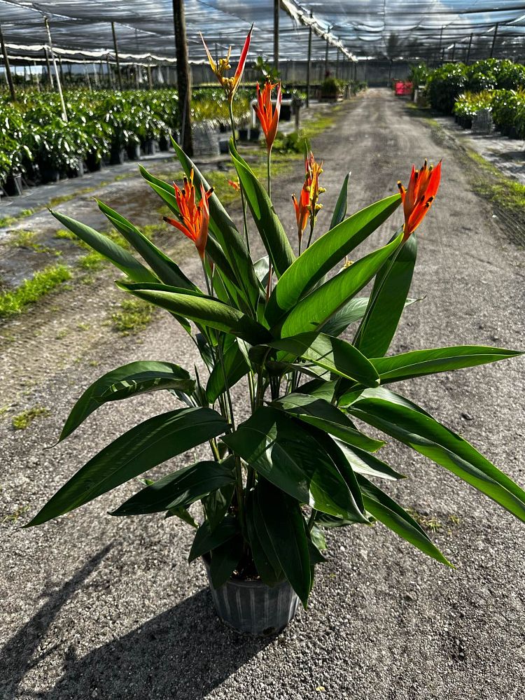 heliconia-orange