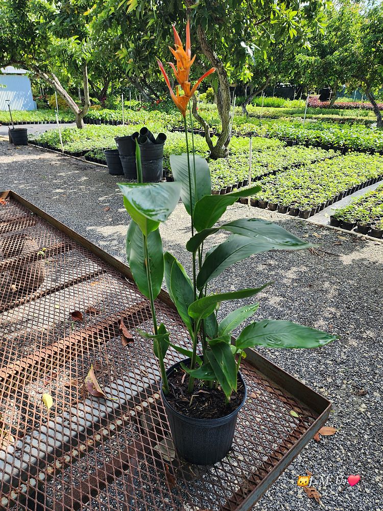 heliconia-psittacorum-choconiana