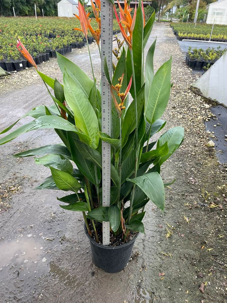 heliconia-psittacorum-choconiana