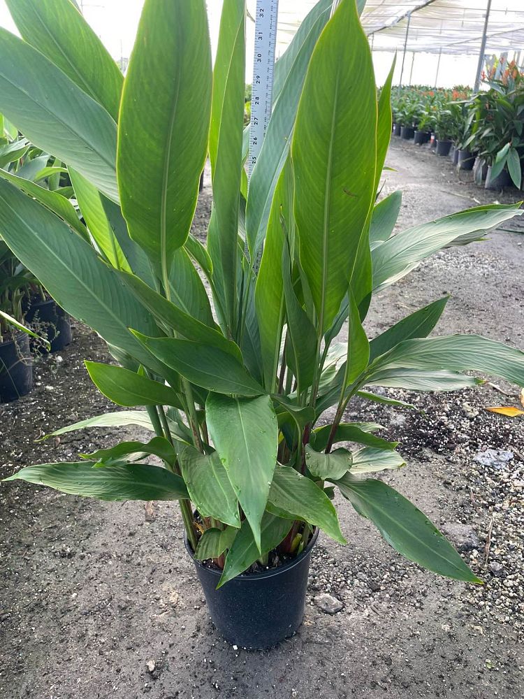 heliconia-psittacorum-lady-di