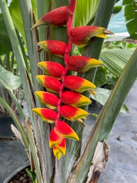 heliconia-rostrata-lobster-claw-heliconia