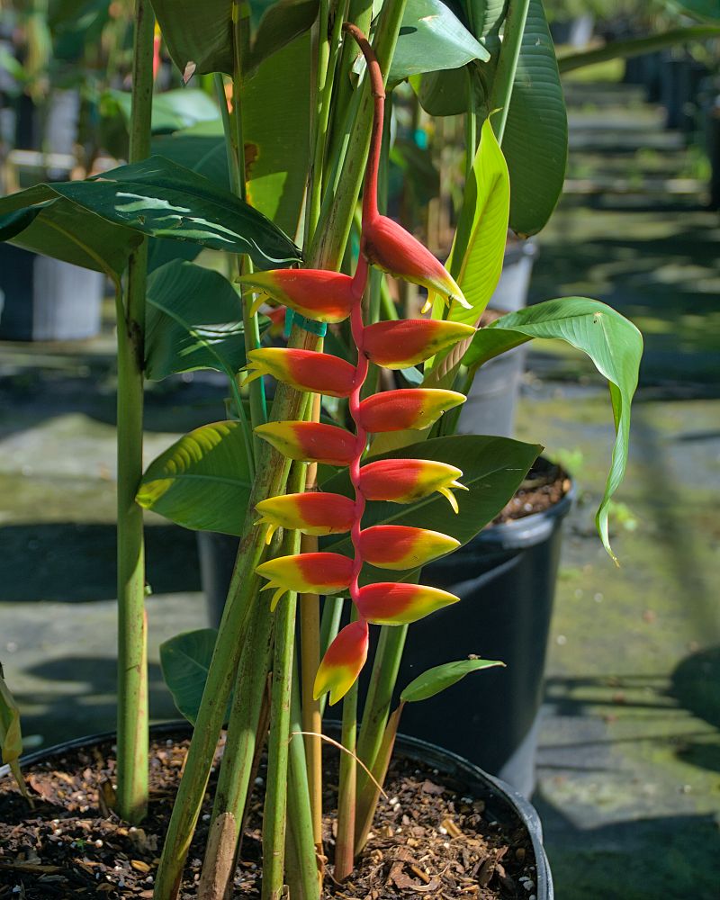 heliconia-rostrata-lobster-claw-heliconia