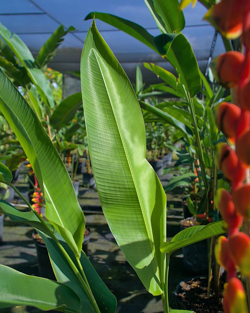 heliconia-rostrata-lobster-claw-heliconia