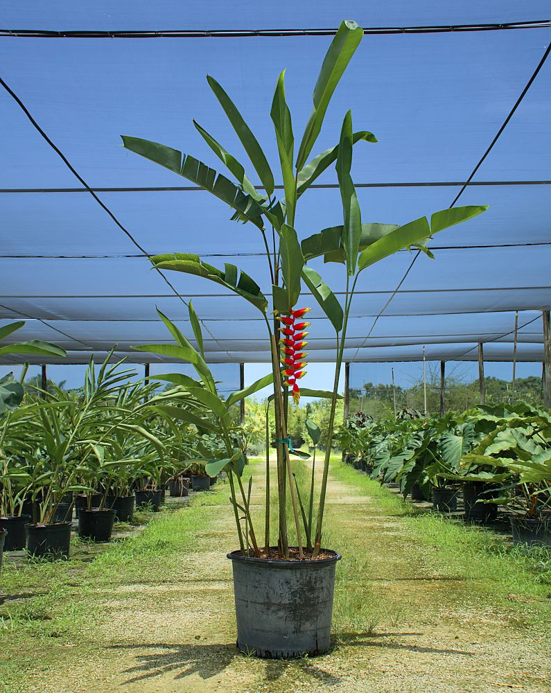 heliconia-rostrata-lobster-claw-heliconia