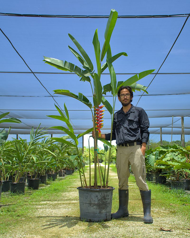 heliconia-rostrata-lobster-claw-heliconia