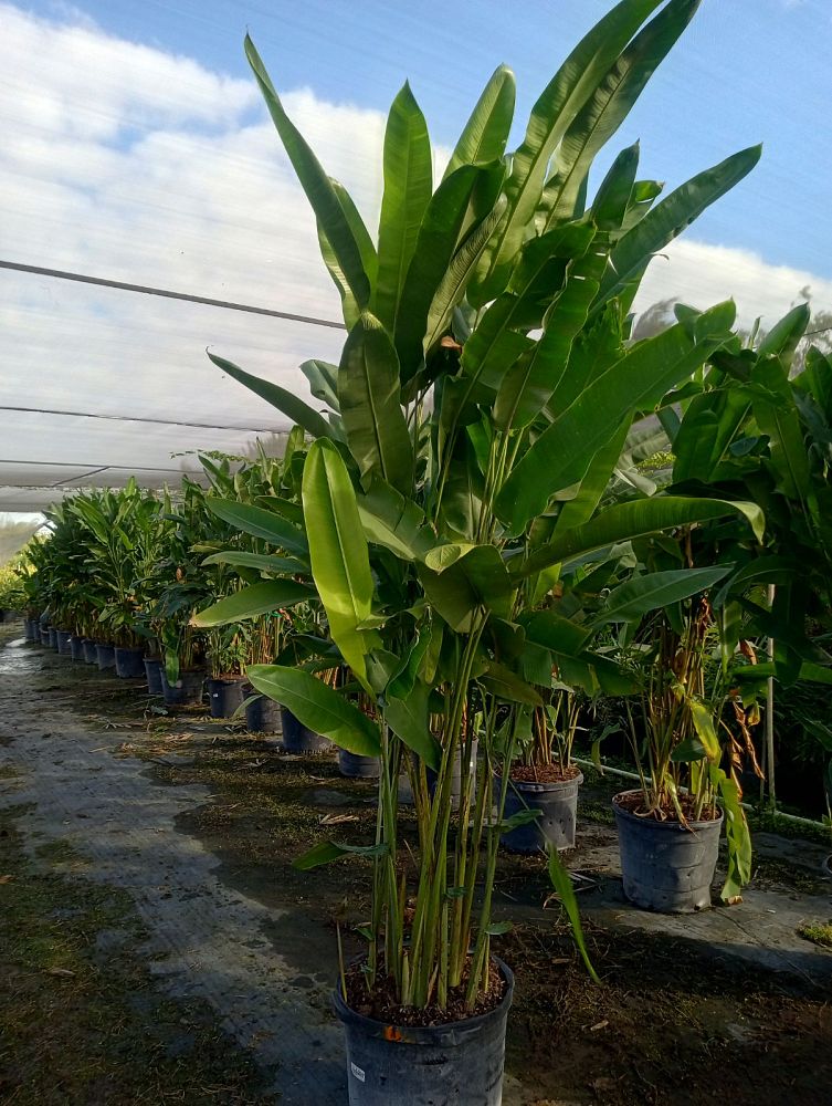 heliconia-rostrata-lobster-claw-heliconia