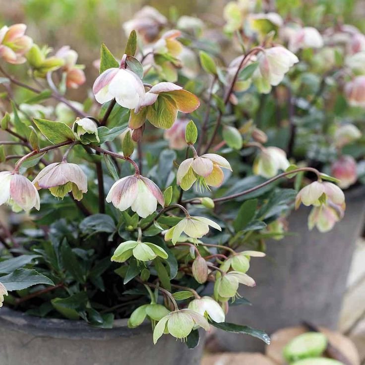 helleborus-winterbells-lenten-rose-hellebore