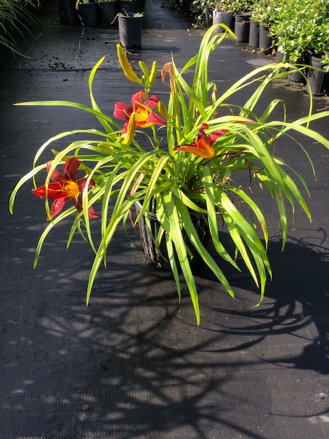 hemerocallis-double-red-nova-daylily