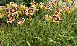 hemerocallis-inkheart