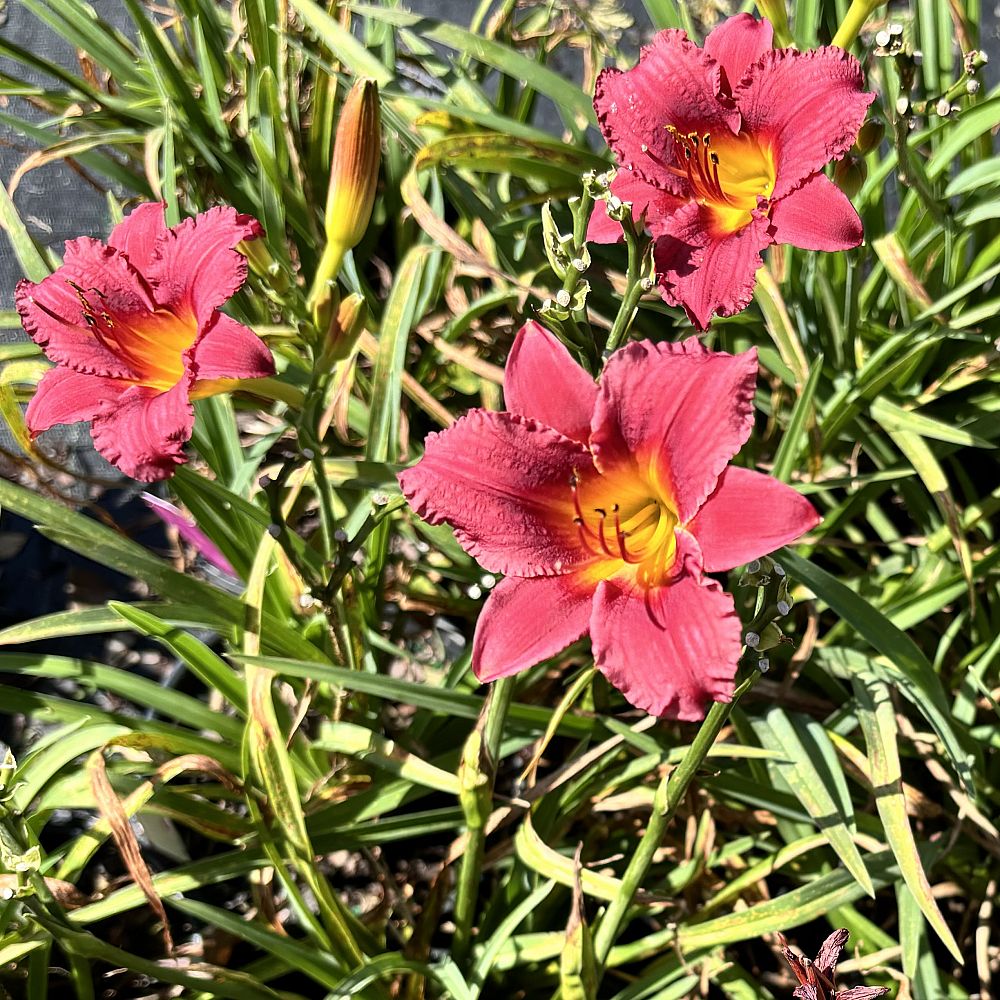 hemerocallis-little-business-daylily