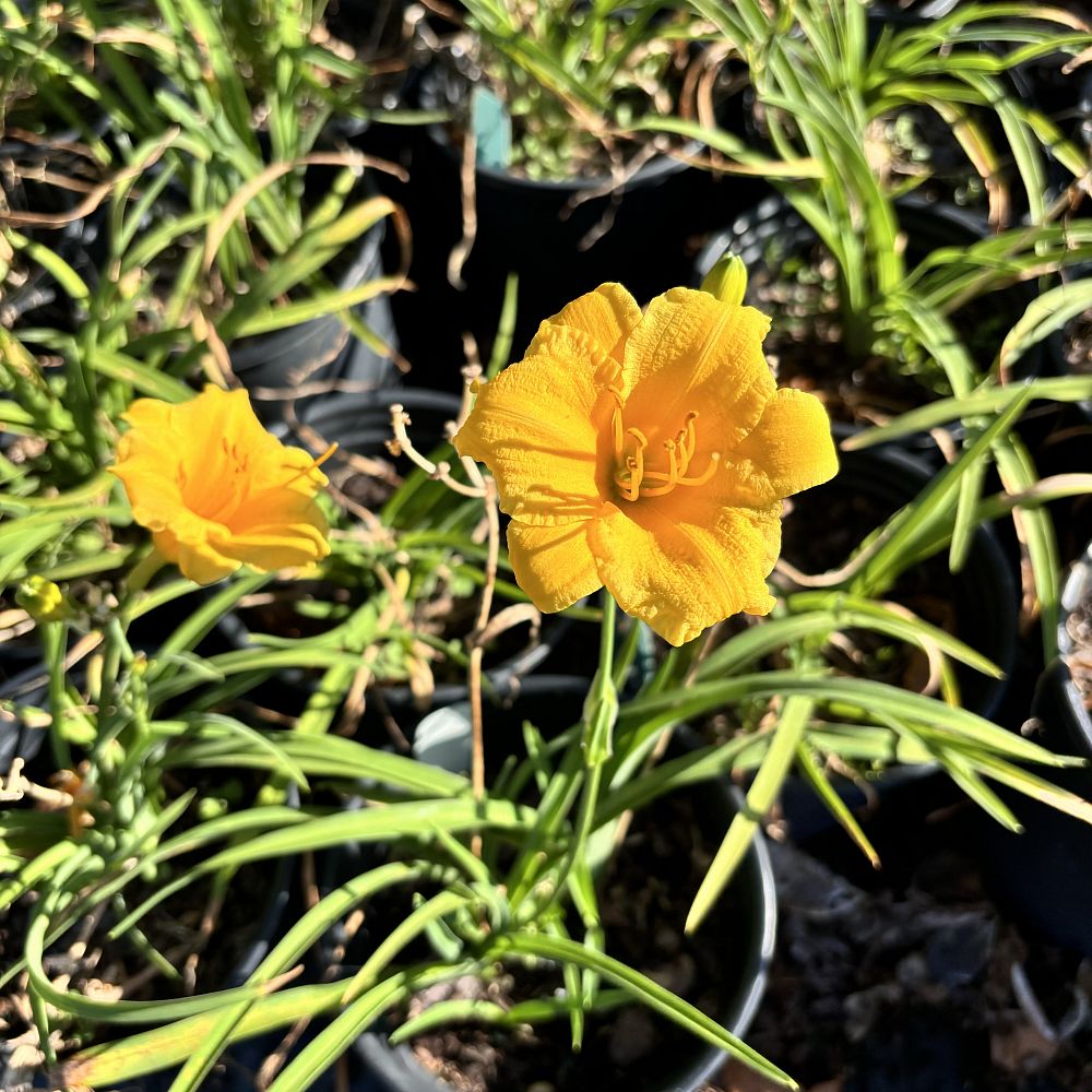 hemerocallis-stella-bella-daylily