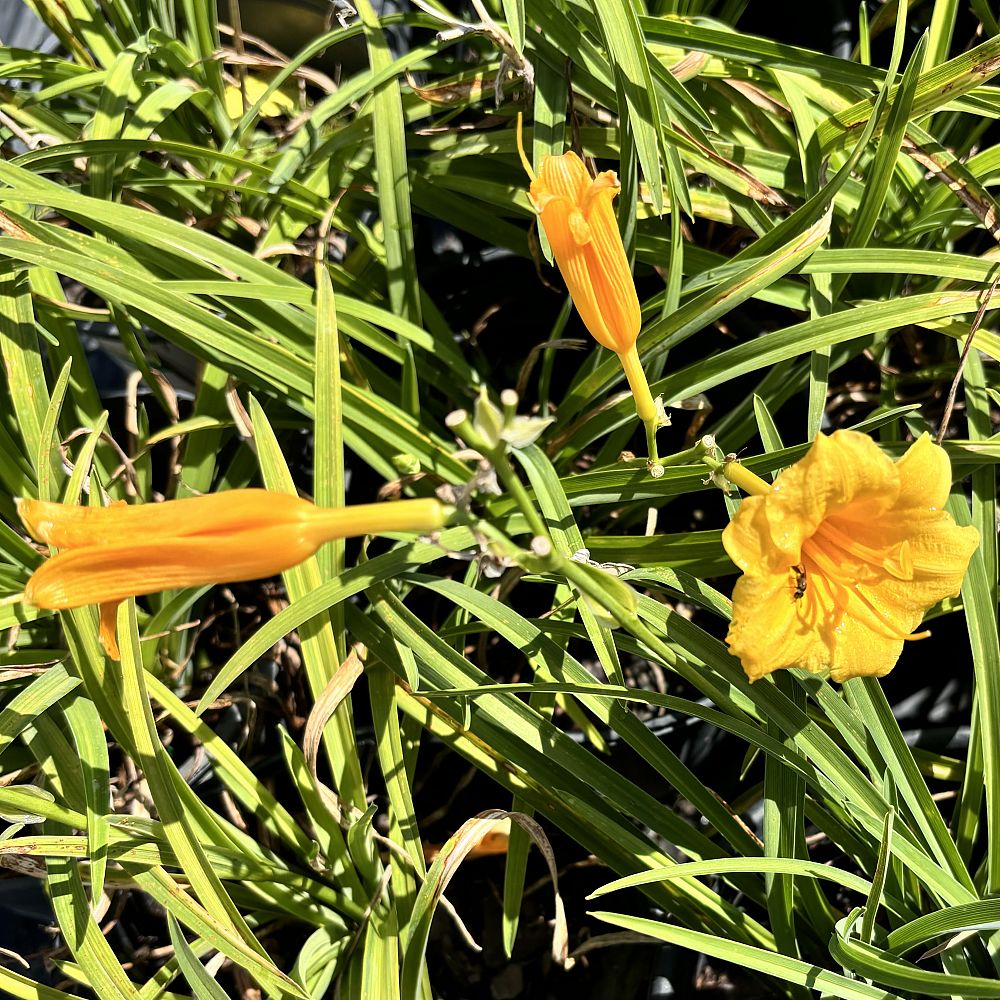 hemerocallis-stella-de-oro-daylily-stella-daylily