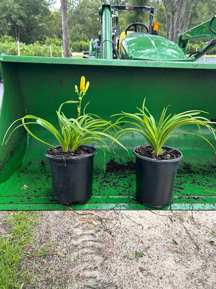 hemerocallis-stella-de-oro-daylily-stella-daylily