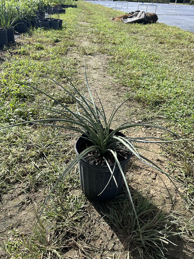 hesperaloe-parviflora-red-false-yucca