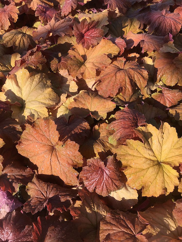 heuchera-caramel-alumroot-coral-bells